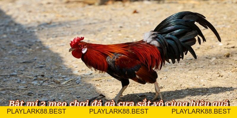 Đá Gà Cựa Sắt – Sảnh Đấu Nảy Lửa, Cá Cược Hấp Dẫn Tại F8BET - Playlark88