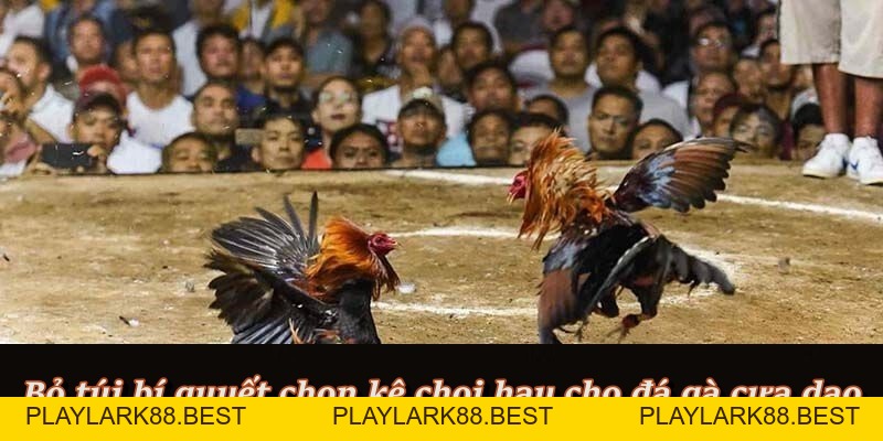 Đá Gà Cựa Dao – Đấu Trường Kịch Tính Dành Cho Cao Thủ F8BET - Playlark88 Đá Gà Cựa Dao – Đấu Trường Kịch Tính Dành Cho Cao Thủ F8BET - Playlark88