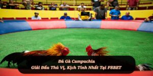 Đá Gà F8BET - Sảnh Cá Cược Đá Gà Trực Tiếp, Đá Gà Thomo - Playlark88