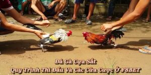 Đá Gà F8BET - Sảnh Cá Cược Đá Gà Trực Tiếp, Đá Gà Thomo - Playlark88