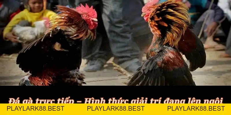 Đá Gà Trực Tiếp – Hình thức cá cược “hot hit” tại F8BET - Playlark88