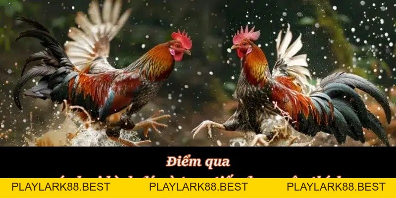 Đá Gà Trực Tiếp – Hình thức cá cược “hot hit” tại F8BET - Playlark88