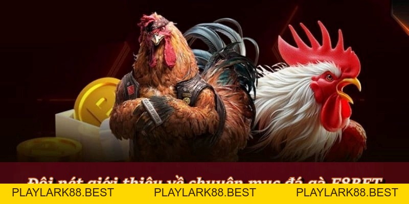 Đá Gà F8BET - Sảnh Cá Cược Đá Gà Trực Tiếp, Đá Gà Thomo - Playlark88