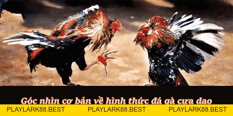 Đá Gà Cựa Dao – Đấu Trường Kịch Tính Dành Cho Cao Thủ F8BET - Playlark88 Đá Gà Cựa Dao – Đấu Trường Kịch Tính Dành Cho Cao Thủ F8BET - Playlark88