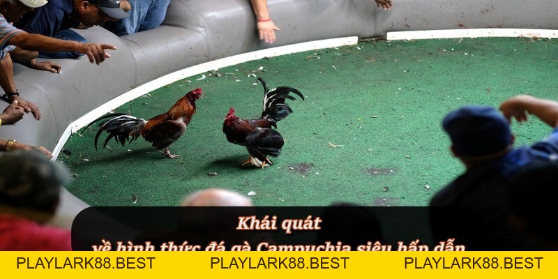 Đá Gà Campuchia – Môn cá cược đối kháng hấp dẫn tại F8BET - Playlark88 Đá Gà Campuchia – Môn cá cược đối kháng hấp dẫn tại F8BET - Playlark88