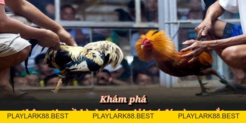 Đá Gà Cựa Sắt – Sảnh Đấu Nảy Lửa, Cá Cược Hấp Dẫn Tại F8BET - Playlark88