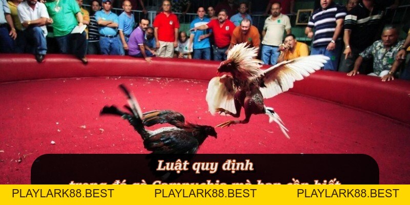 Đá Gà Campuchia – Môn cá cược đối kháng hấp dẫn tại F8BET - Playlark88 Đá Gà Campuchia – Môn cá cược đối kháng hấp dẫn tại F8BET - Playlark88