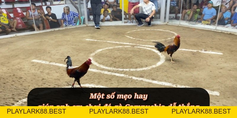 Đá Gà Campuchia – Môn cá cược đối kháng hấp dẫn tại F8BET - Playlark88 Đá Gà Campuchia – Môn cá cược đối kháng hấp dẫn tại F8BET - Playlark88