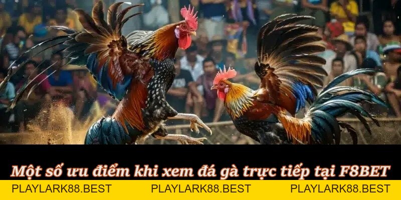 Đá Gà Trực Tiếp – Hình thức cá cược “hot hit” tại F8BET - Playlark88