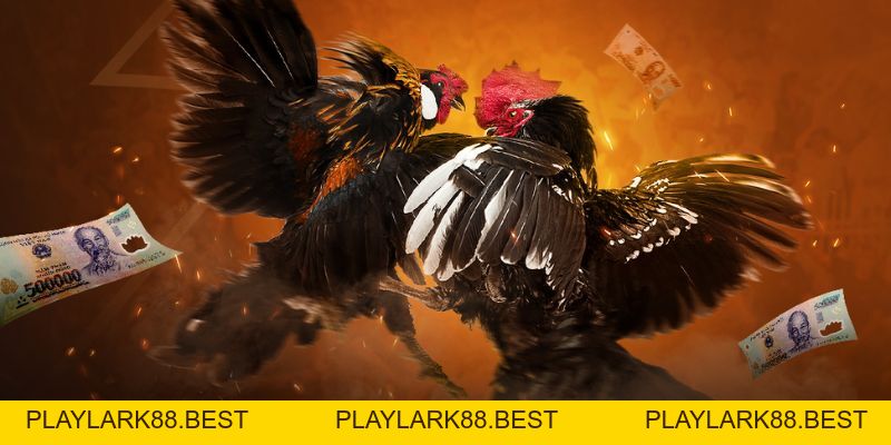 Đá Gà F8BET - Sảnh Cá Cược Đá Gà Trực Tiếp, Đá Gà Thomo - Playlark88