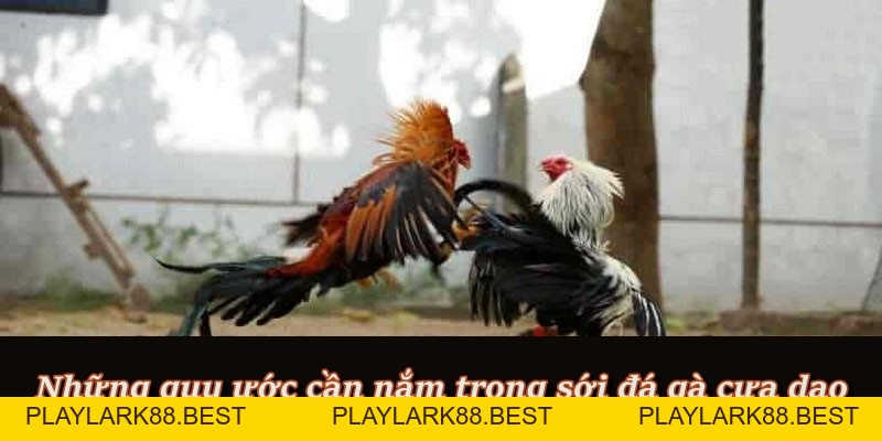 Đá Gà Cựa Dao – Đấu Trường Kịch Tính Dành Cho Cao Thủ F8BET - Playlark88 Đá Gà Cựa Dao – Đấu Trường Kịch Tính Dành Cho Cao Thủ F8BET - Playlark88