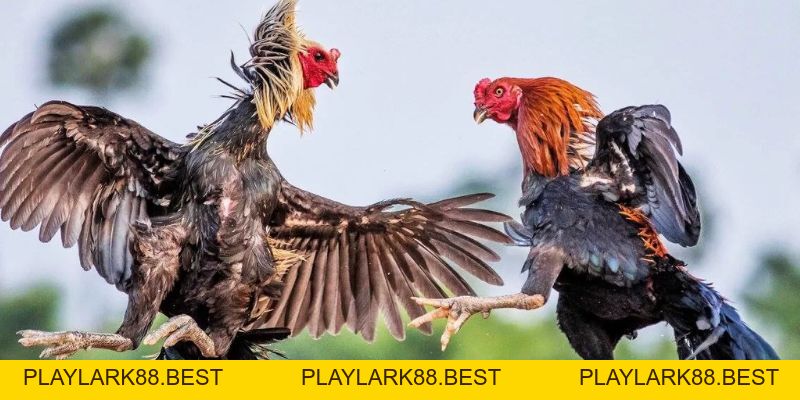 Đá Gà F8BET - Sảnh Cá Cược Đá Gà Trực Tiếp, Đá Gà Thomo - Playlark88