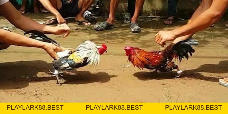 Đá Gà F8BET - Sảnh Cá Cược Đá Gà Trực Tiếp, Đá Gà Thomo - Playlark88