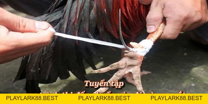 Đá Gà Cựa Sắt – Sảnh Đấu Nảy Lửa, Cá Cược Hấp Dẫn Tại F8BET - Playlark88